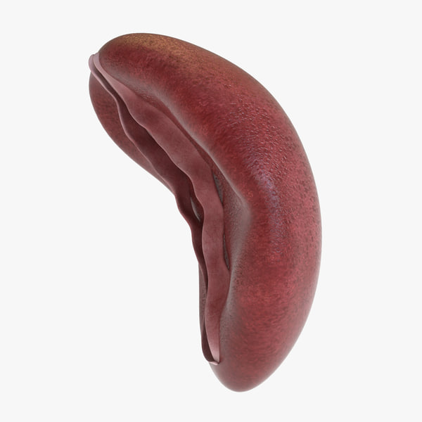 3d human spleen model