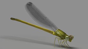 3D model damsel fly
