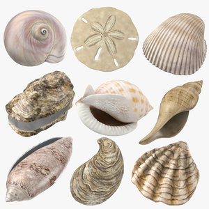 3D sea shells oyster model