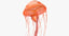 3 jellyfish 3D model