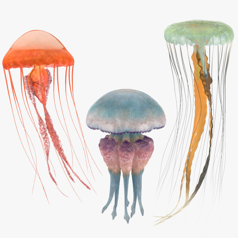 3 jellyfish  3D model  TurboSquid 1175343