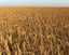 wheat field 3D model