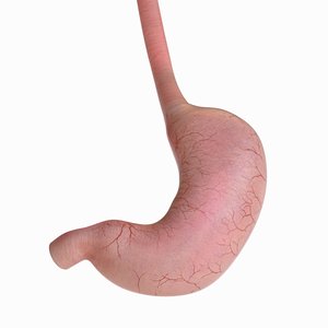 3D human stomach model