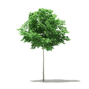 3D norway maple tree acer model