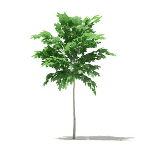 norway maple acer platanoides 3D model