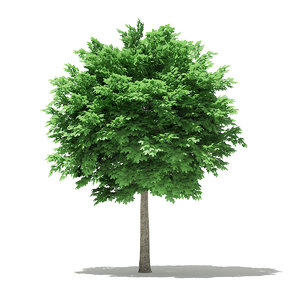 3D model norway maple tree acer