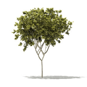 3D norway maple tree acer model