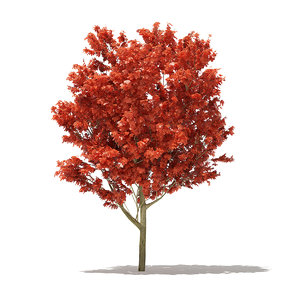 red oak tree quercus 3D model