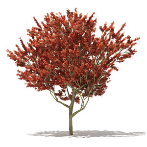 3D model red oak quercus rubra