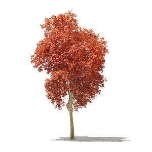 3D red oak tree quercus
