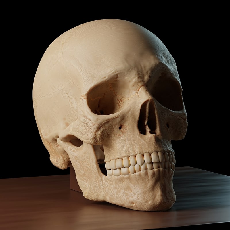 3D accurate human skull model TurboSquid 1176027