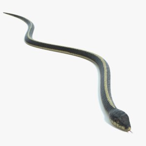 garter snake 3D model
