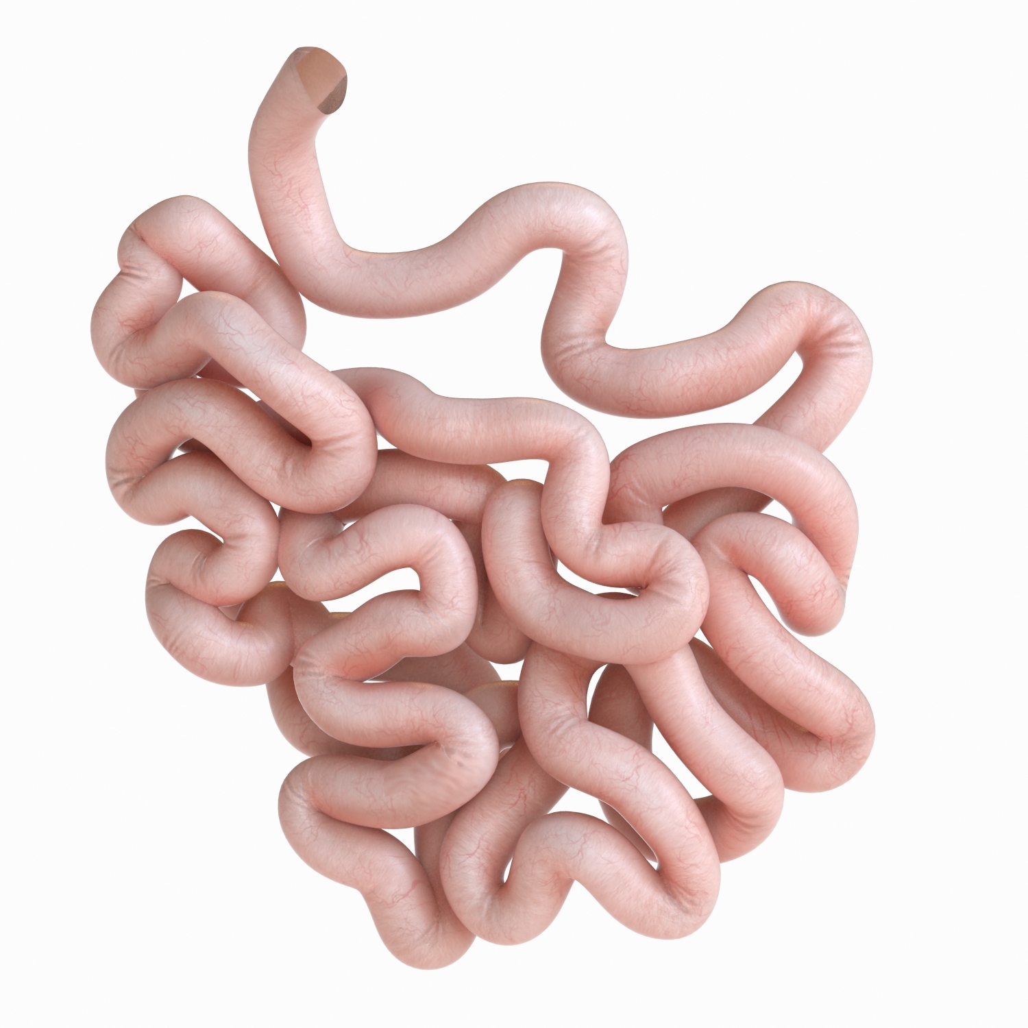 Human small intestine 3D - TurboSquid 1176344