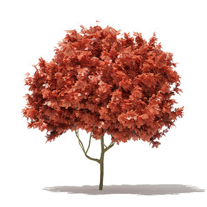 red oak tree quercus 3D