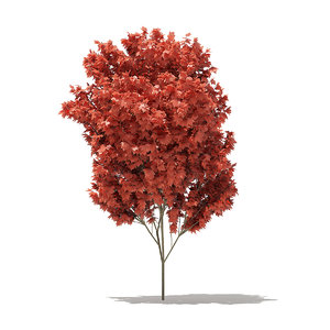 red maple tree acer model