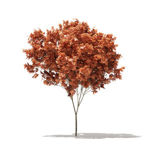 red maple tree acer 3D model