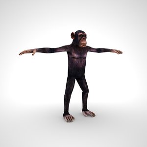 chimpanzee 3D