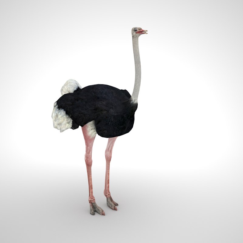 Ostrich 3D model - TurboSquid 1176798