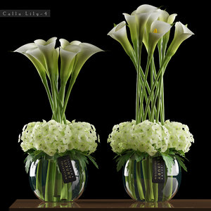 white calla lily flowers 3D model