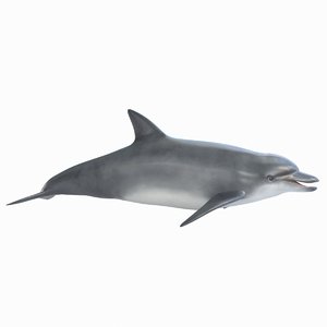 dolphin realistic 3D model