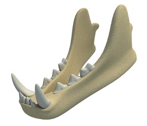 3D animal lower jaw mandible