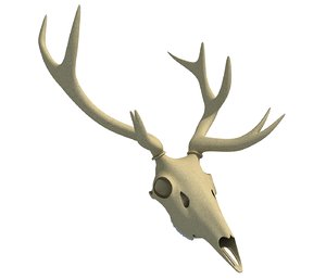 deer skull model