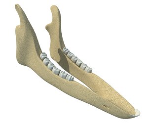 animal jaw mandible 3D model