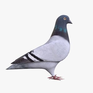 3D pigeon