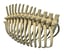 3D animal rib cage model