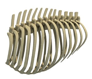 3D animal rib cage model