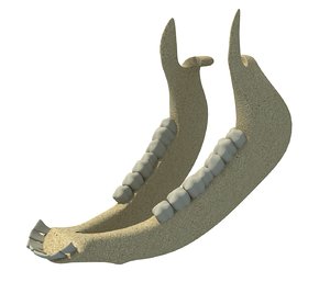 3D animal jaw