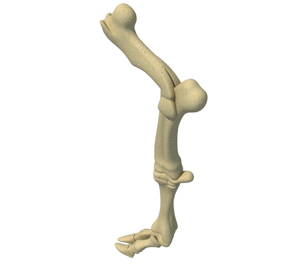 動物の足の骨3dモデル Turbosquid