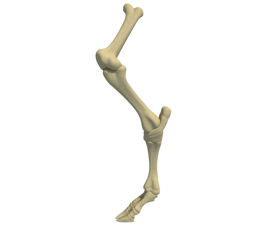 3D animal leg - TurboSquid 1177765