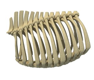 animal rib cage 3D