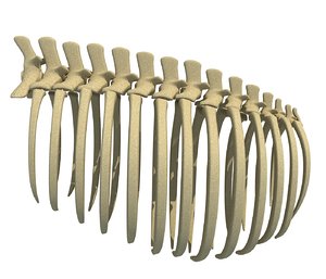 animal rib cage 3D model
