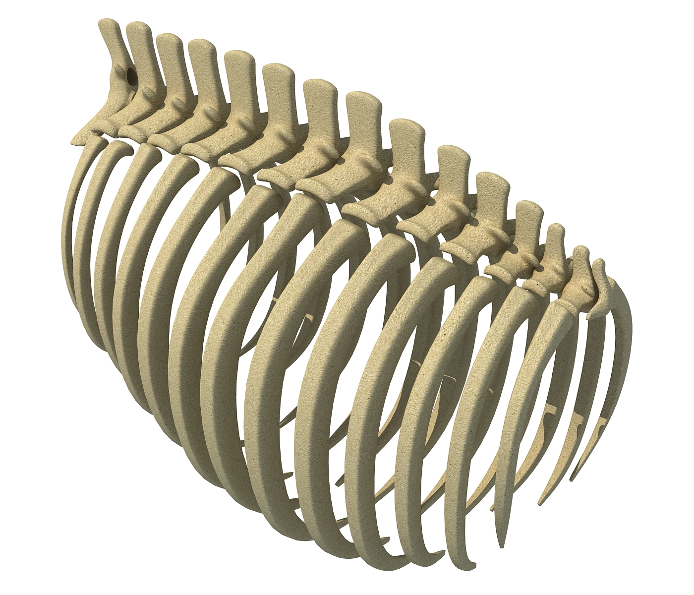 Animal rib cage 3D model - TurboSquid 1177767