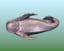dolphin fish 3D model