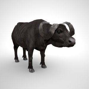 3D buffalo bull model