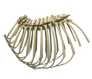 3D model animal rib cage