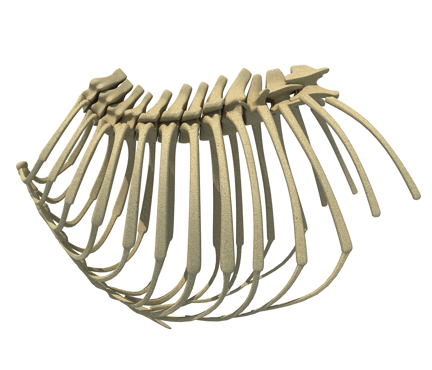 3D model animal rib cage TurboSquid 1177850