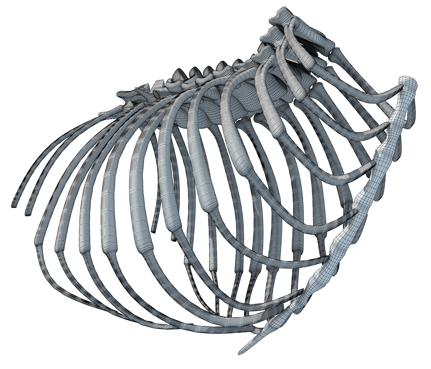 3D model animal rib cage TurboSquid 1177850