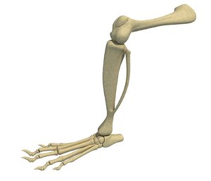 3D animal leg skeleton