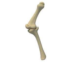 animal leg skeleton 3D model