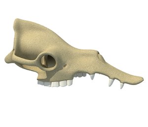 3D camel skull skeleton model