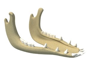 animal jaw 3D model