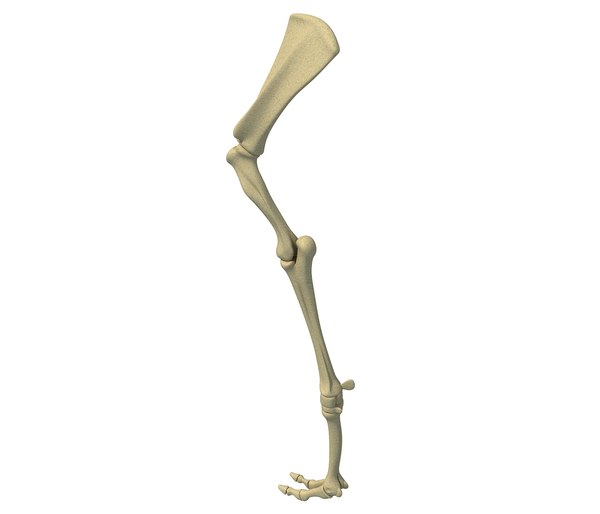 Animal Humerus Arm 3d Turbosquid 1177962