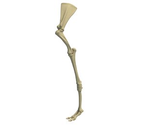 animal humerus arm 3D