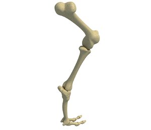 3D animal leg femur