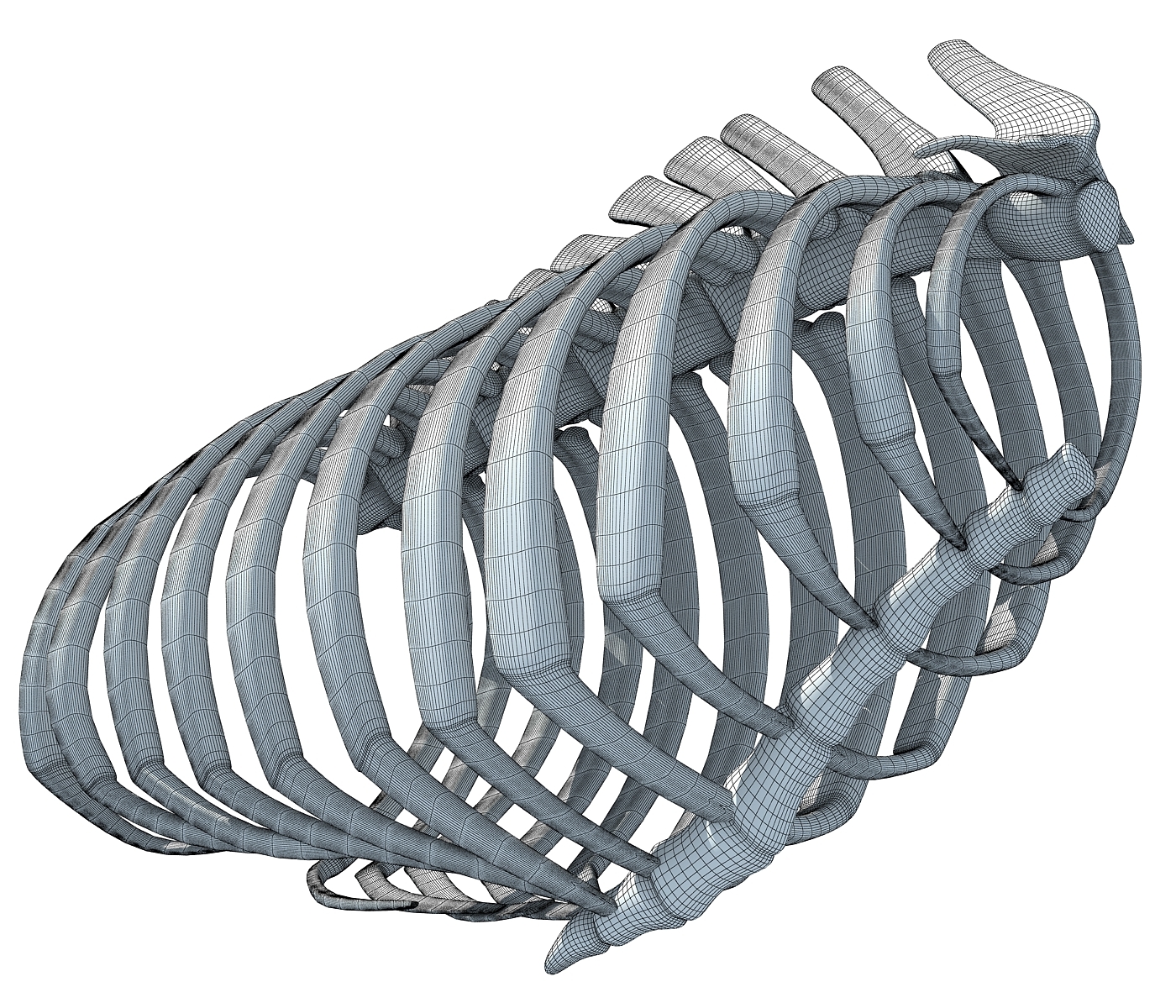 3D animal rib cage - TurboSquid 1177969