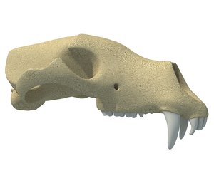 bear skull skeleton 3D model